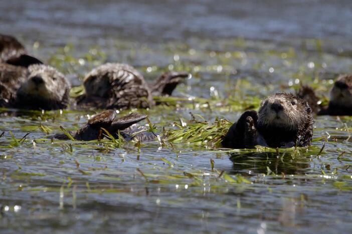 Sea otters are back, and their return is a breath of fresh air for the waters of Monterey Bay.