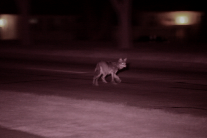 Follow researchers as they document the original coyote in Chicago. 