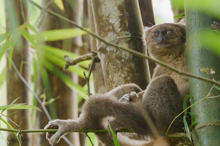 Greater bamboo lemurs, recently thought to be extinct, are critically endangered.