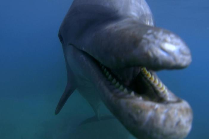 Dolphin teenagers are the worst! 