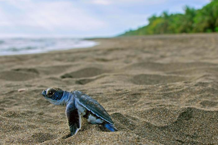 A conservation biologist has developed a strategy that could help save sea turtles.