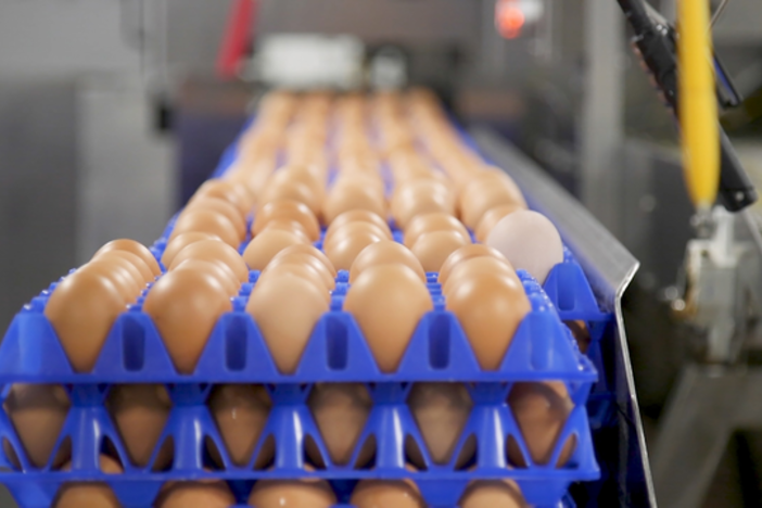 What makes eggs 'organic'? It depends on who you ask