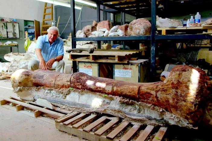 David Attenborough examines an enormous dinosaur thighbone. 