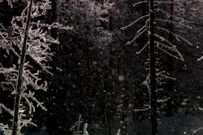 Yellowstone visitors celebrate the holiday.