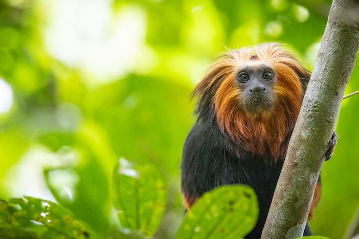 A Taiwanese Pangolin and a Brazilian Lion Tamarin family travel to a strange new world.
