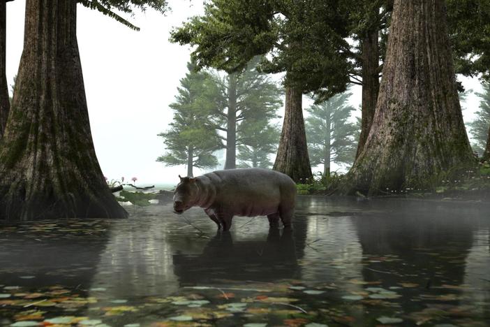 Drop yourself into a modern-day swamp, and that's what the ancient Arctic looked like.