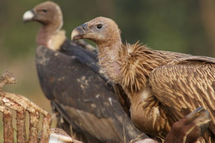 A gruesome video showing how vultures scavenge a carcass. Not for the faint hearted.