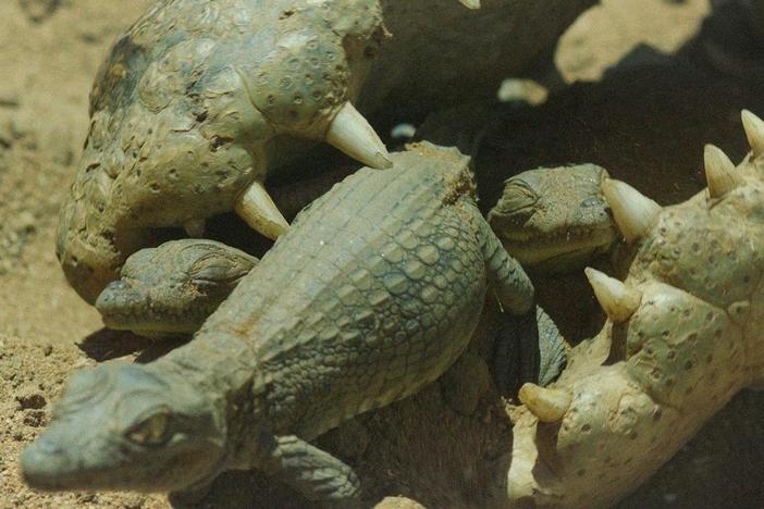 A female crocodile carries her babies to safety between her deadly teeth. 