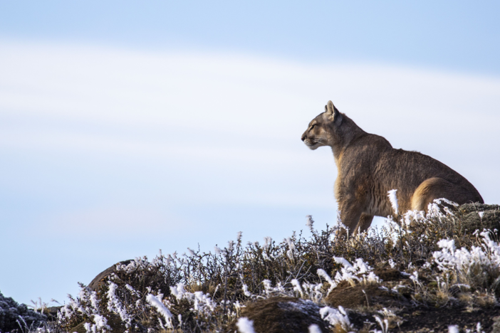 Follow the fate of a puma family in the ice mountains of Patagonian Chile.