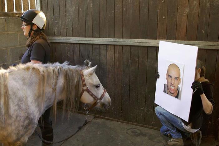 Through a series of experiments, we can see how horses read human expressions.