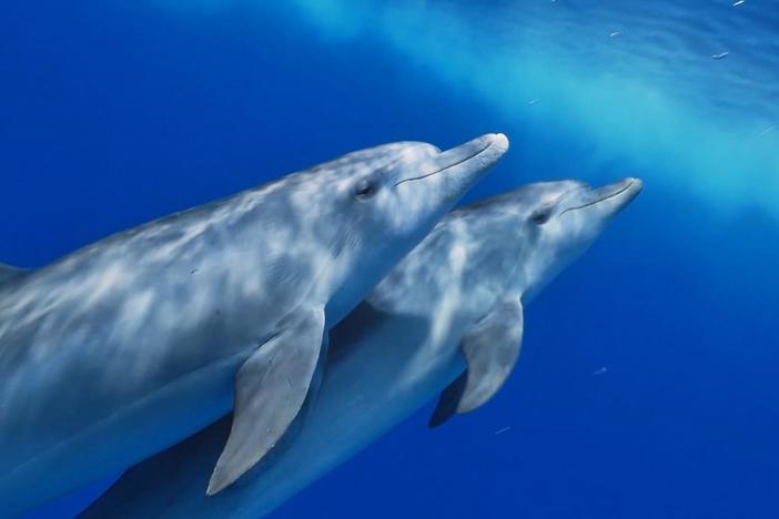 Animal and human forms of communication may be much closer than we previously thought.