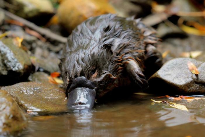 A female platypus, dubbed Zoom, preps a nesting site after the mating season.