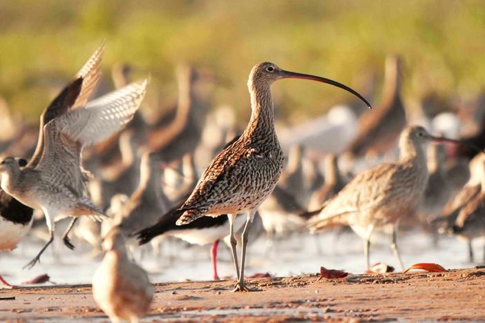 Follow scientists racing against the clock to save the world’s migratory shorebirds.