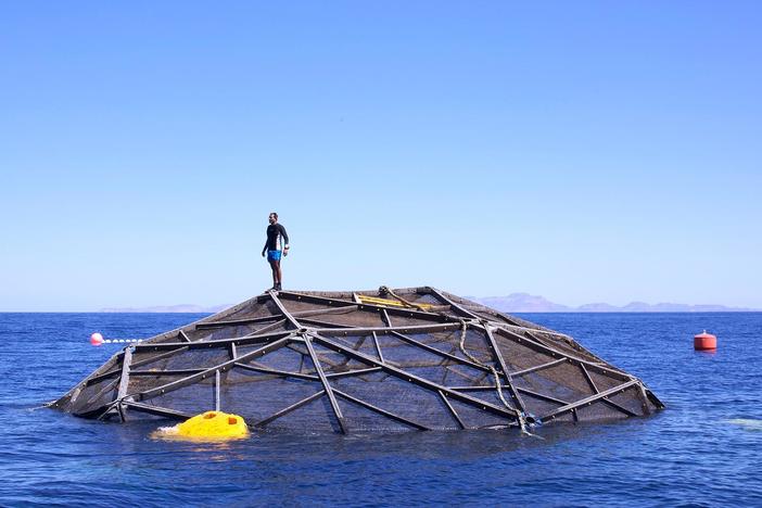 See how a community of scientists and fisherman can help restore our threatened oceans.