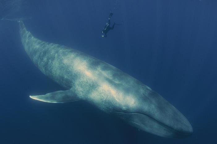 Big Pacific travels to 20 countries, filming an ocean that covers one third of our planet.