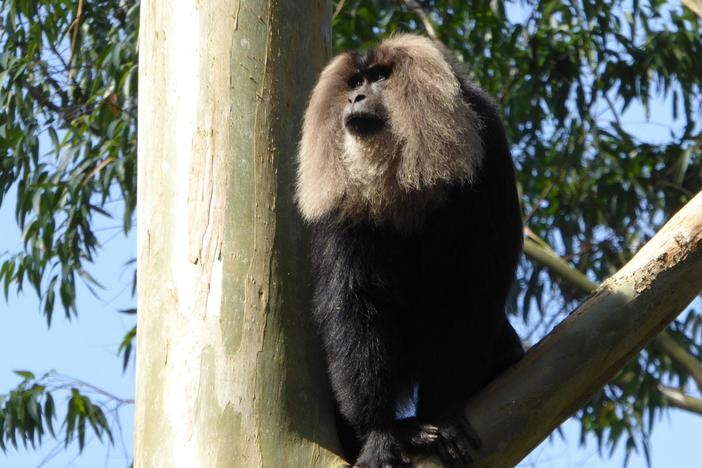 Liz Bonnin and wildlife journalist Kalyan Varma learn how brave these rare monkeys are.