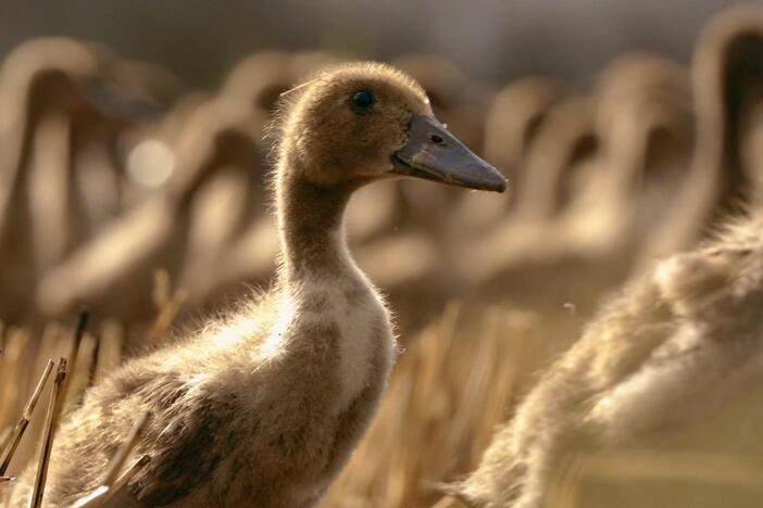 From ducks to drones, Shane explores how farmers fight pests with nature — not chemicals.