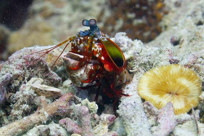 Despite its size, the peacock mantis shrimp packs a killer punch.