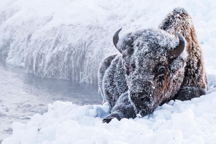 Journey to Yellowstone, where wildlife survives one of the greatest seasonal changes.