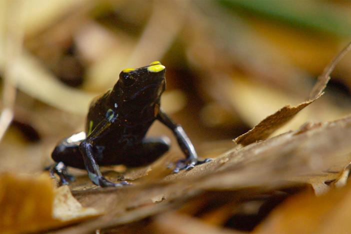 Steve explains why Tepuis are renowned for their endemic species.