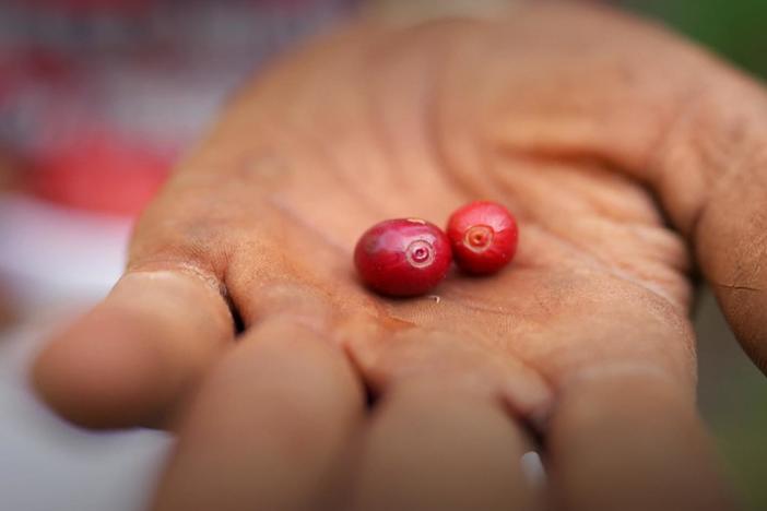 A national park grows coffee to save a rainforest.