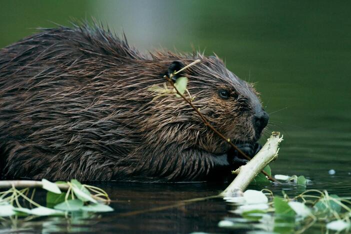 Shane explores how beavers once ruled North America — and how they might again.
