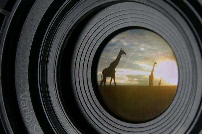 Camera technology is revolutionizing the study of animals—without them even noticing.