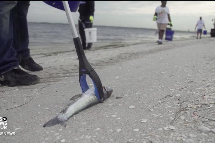 Florida's toxic red tide is a perfect storm for the Gulf Coast