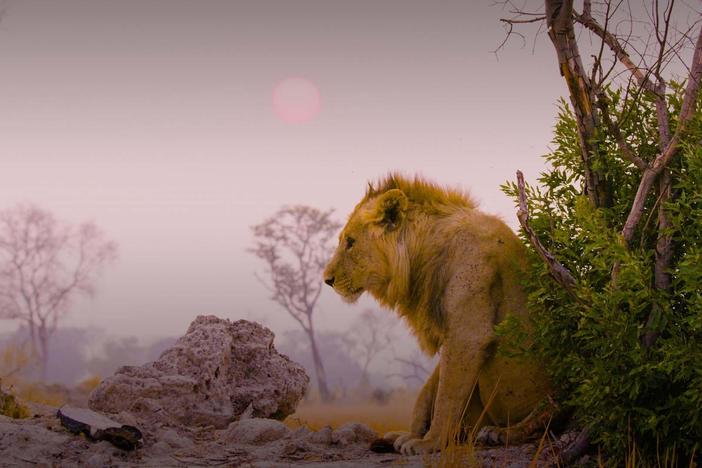 Young lions are taking their first steps into becoming adults.