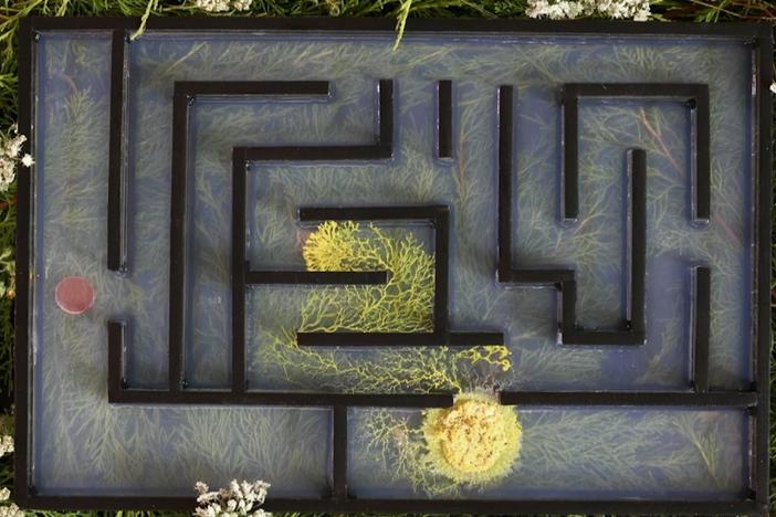 Could a slime mold find food placed at the far end of a labyrinth?