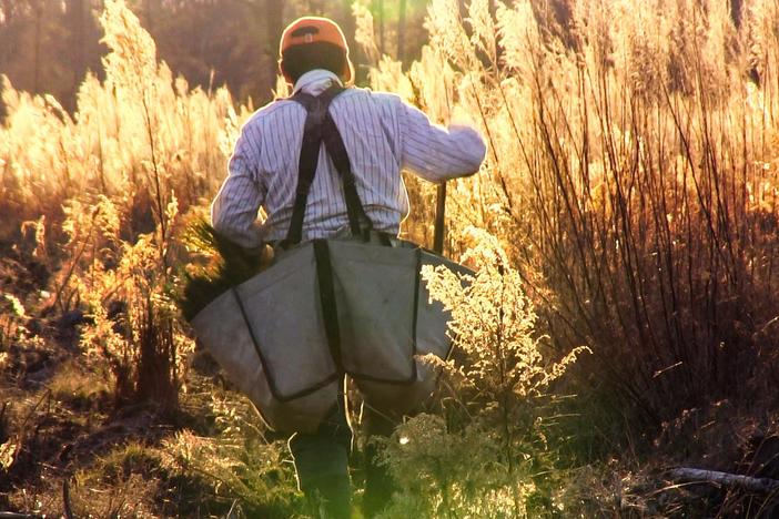Meet the Mexican guest workers who leave their families to plant trees across America.