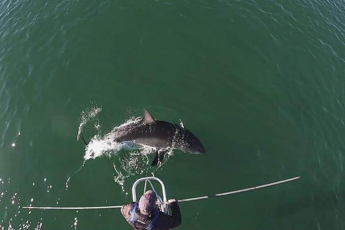 Conservationists track surge in great white sharks off the coast of Cape Cod