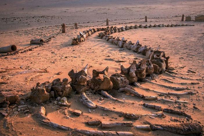 Giant fossils uncovered in the Sahara Desert reveal new secrets of how whales evolved.