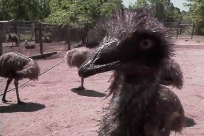 Big bird ranching is a growing industry in the United States, and Georgians are joining in