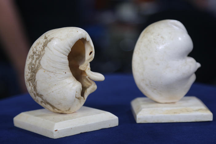Appraisal: Whale Eardrums, ca. 1935, from Portland Hour 3