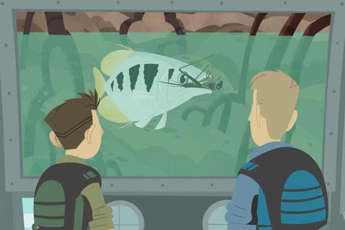 The Kratts use their slow motion camera to see exactly how archerfish catch their prey.