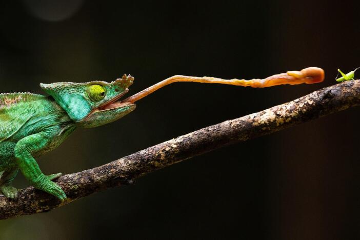 Despite cultural taboos, herpetologist Fandresena Rakotoharimalala is determined to save chameleons.