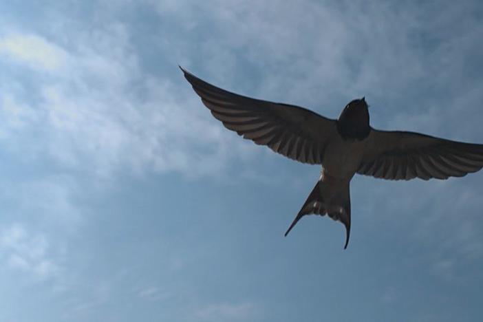 Birds use a trick of the eye called “optic flow” to zip through forests without colliding.