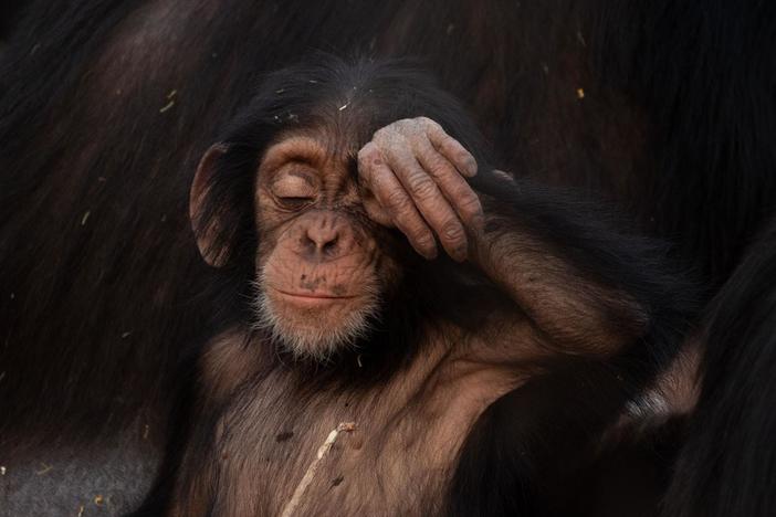 The Fongoli troop of chimpanzees dig to find fresh water in a parched Senegal savanna.