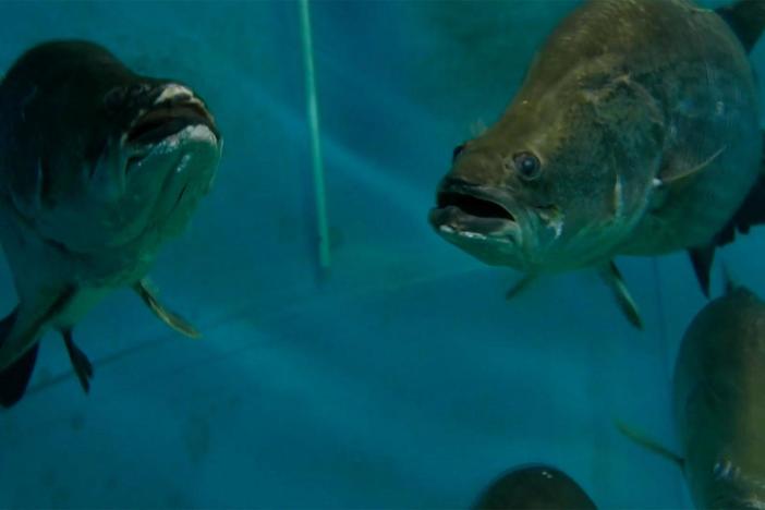 A dam wall at Lake Kununurra has interfered with the barramundi's ancient breeding cycle.