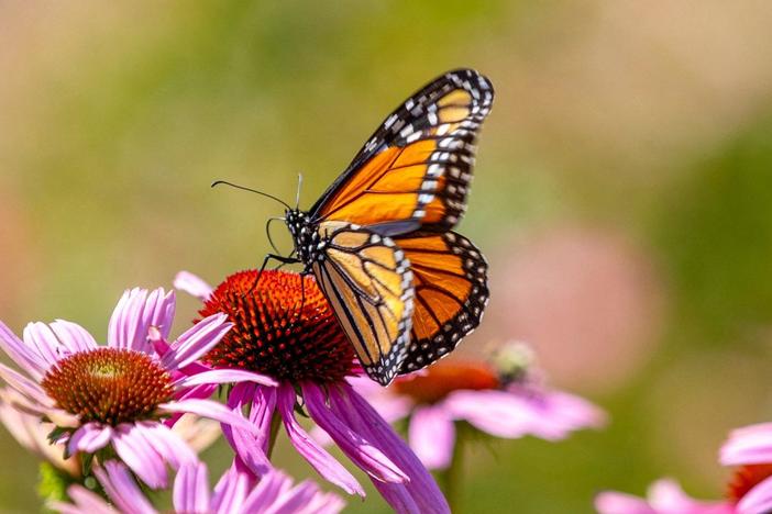 Monarch butterfly declared endangered amid declining numbers
