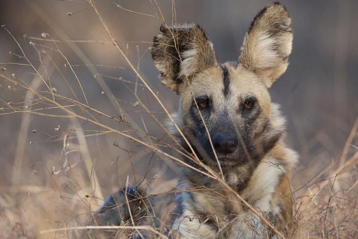 Follow a close-knit family of wild dogs growing up in a land ruled by lions.