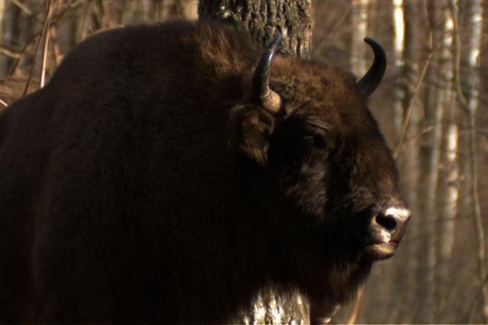 A family of bison ward off a pack of wolves as they begin to feed on a fallen calf.