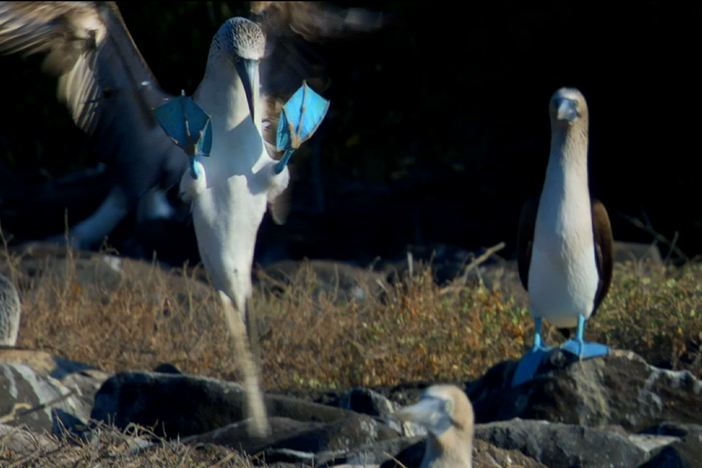 Love in the Animal Kingdom: Blue-Footed Boobies show off their feet to prospective mates.
