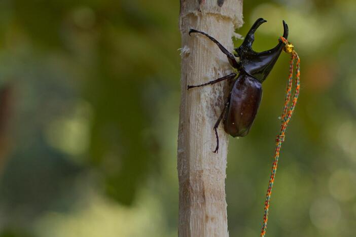 Ummat Somjee goes to Thailand to observe the cultural tradition of fighting beetles.