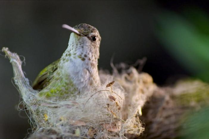 A female Anna's hummingbird builds a nest constructed of plant fibers and spiderwebs.  