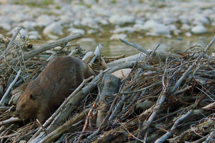 A beaver mom decides to carry her young kits away from the home, down river.