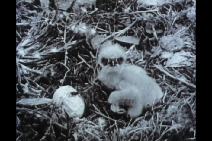 The effect of DDT on the Bald Eagle population in the northeastern U.S. was devastating.