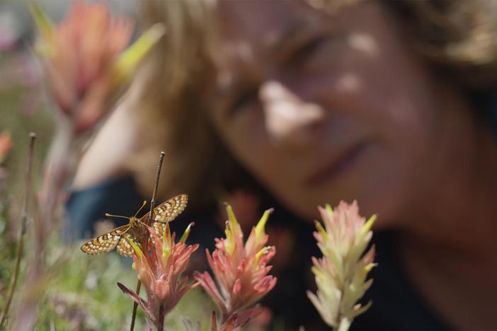 Camille Parmesan tells us how the climate sensitive Edith's Checkerspot helped NASA.