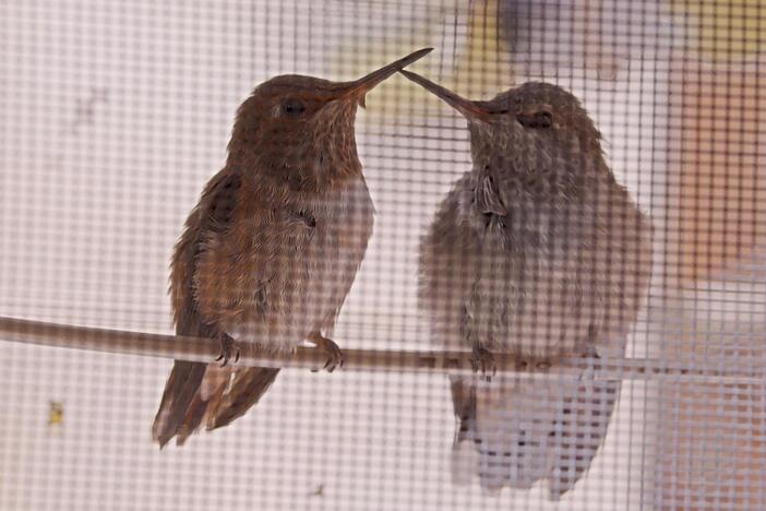 Injured hummingbirds Mikhail and Alexa happily share a cage.